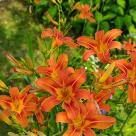 Accommodatie bij particulieren Met Zwembad In Groene Oase Bij Centrum