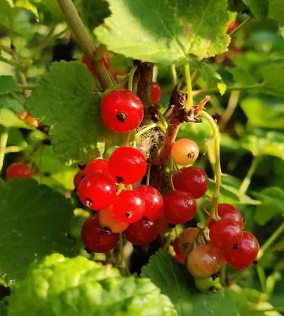 Met Zwembad In Groene Oase Bij Centrum
