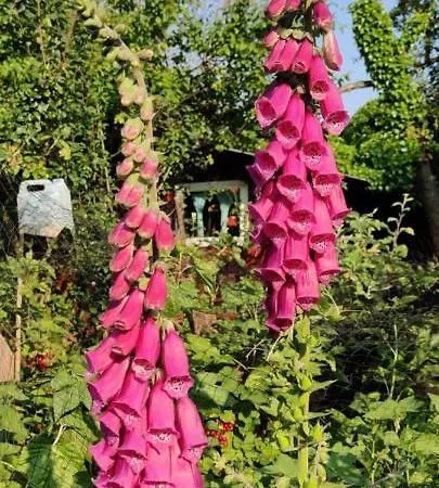 Appartement Ecowellness Aan Paradijslijke Tuin Met Privé Sauna