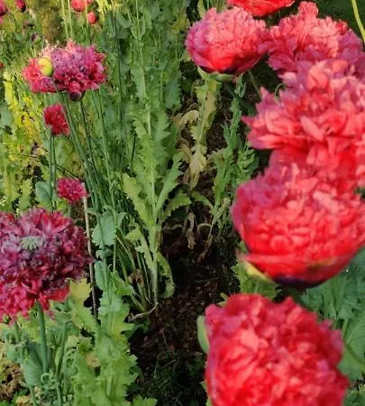 Met Zwembad In Groene Oase Bij Centrum Alloggio in famiglia *