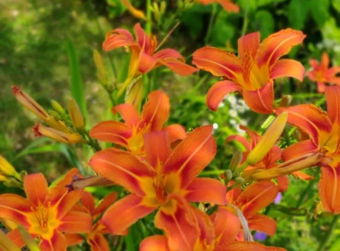 Privatunterkunft Met Zwembad In Groene Oase Bij Centrum