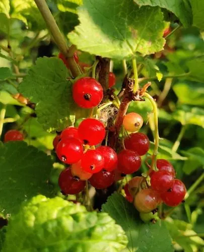 Ecolodge, Jacuzzi Prive Sauna Warm Pool Outside Shower In Oasis Near Centre
